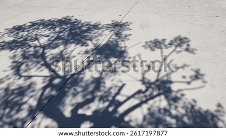 Tree shadow on the concrete floor Tree branches and leaves shadow,outdoor photography sunny day,Barcelona Spain,Mobile shot 