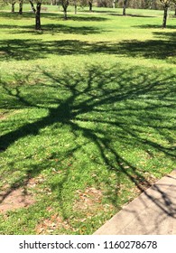 Tree shadow on grass