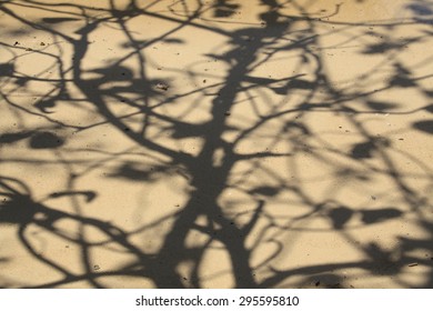 Tree shadow on the sandy beach