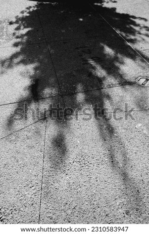 Tree Shadow on the Sidewalk