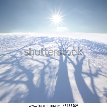 Tree shadow on snowy landscape