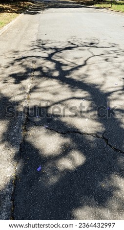 tree shadow on the street 