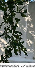 tree shadow on the wall