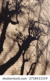 Tree shadow on the wall                   