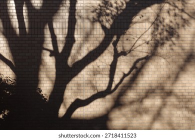 Tree shadow on the wall                       