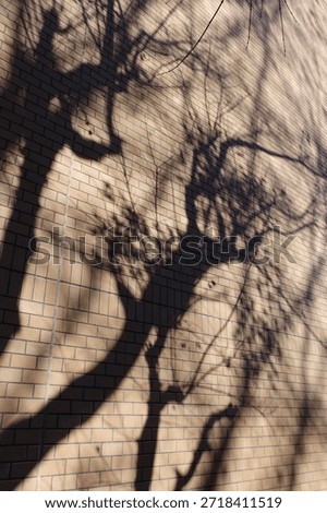 Tree shadow on the wall                   