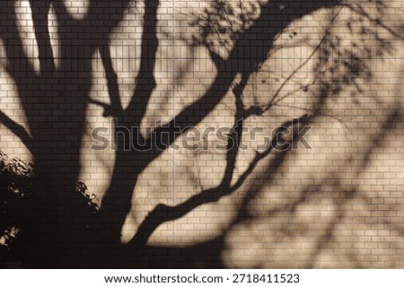 Tree shadow on the wall                       