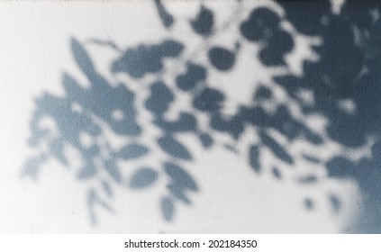 Tree Shadow On The White Wall Pattern 