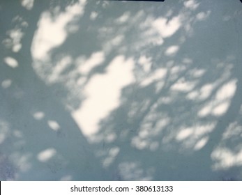 Tree shadow on the white wall.