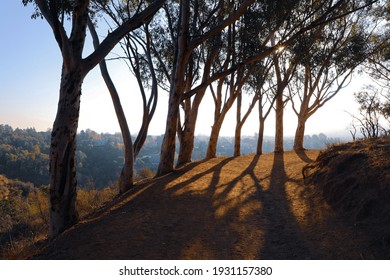 Tree And Shadows Along Inspiration Point Hiking Trail In Will Rogers State Historic Park