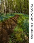 Tree shadows cross a trail lined with Forget-Me-Nots in the spring at Peninsula State Park, Door County, Wisconsin