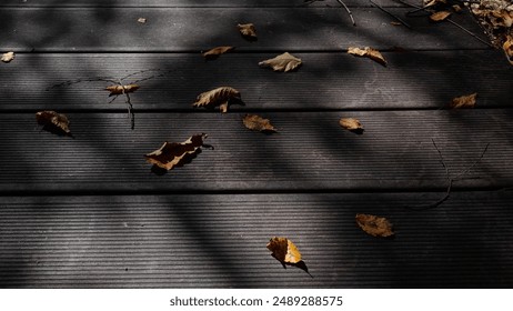 Tree shadows and fallen leaves are placed on a horizontal wooden deck. - Powered by Shutterstock