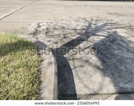Tree shadows on the cement floor