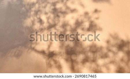 Tree Shadows on Wall at Sunset with Warm Natural Light