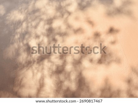 Tree Shadows on Wall at Sunset with Warm Natural Light