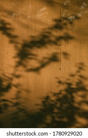 Tree Shadows On Window Curtains At Sunrise