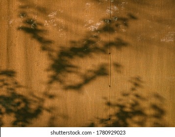 Tree Shadows On Window Curtains At Sunrise