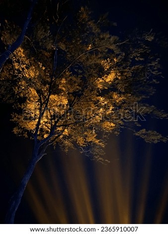 Tree shaining in a flash light, light is orange because  suprb.  Darkbackeground Stock photo © 