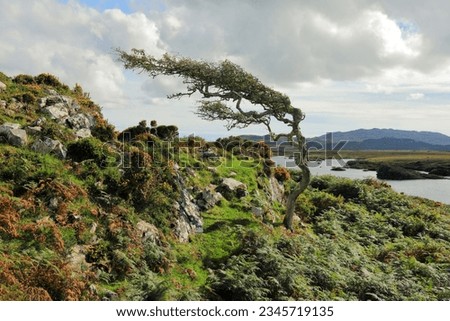 Tree shaped by the wind, Roundstone Bog Complex, Connemara, Co. Galway, Ireland