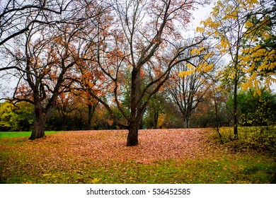 Tree Shedding Its Leaves, Chico California