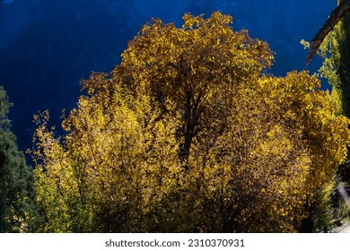 A tree shining like gold near Manali Himachal Pradesh  - Shutterstock ID 2310370931
