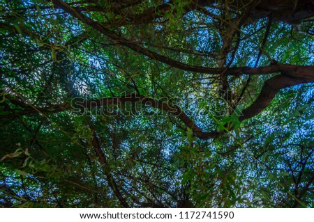 tree shoted up