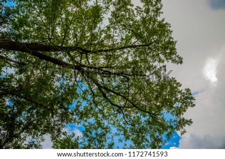 tree shoted up