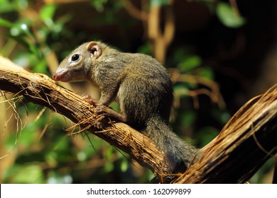 Tree Shrew