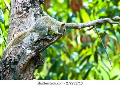 Tree Shrew On Tree