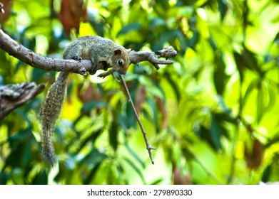 Tree Shrew On Tree