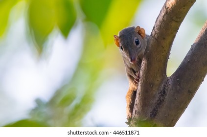 Tree Shrew On The Tree