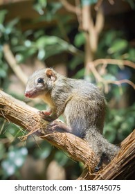 Tree Shrew Squirel