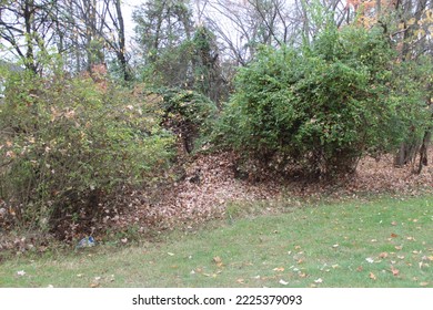 Tree, shrub, and leaf removal.