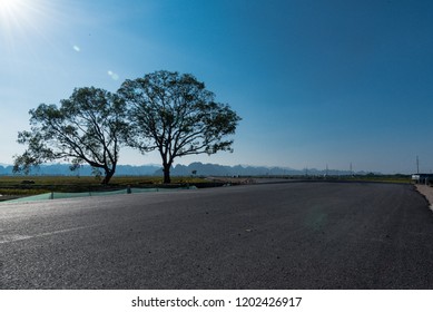 tree side road
