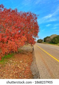 Tree side of the road