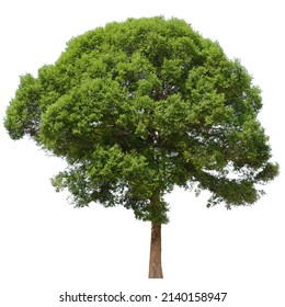 tree side view isolated on white background for landscape and architecture layout drawing, elements for environment and garden