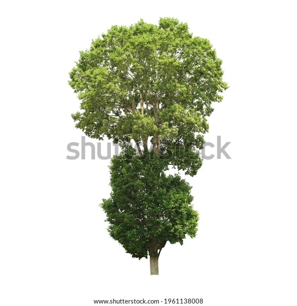 Tree Side View Isolated On White Stock Photo 1961138008 | Shutterstock