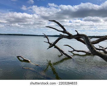 Tree In The Silent Water