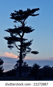 tree silhouette
