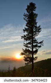 Tree silhouette