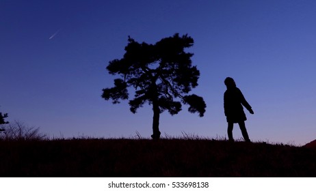 tree silhouette
