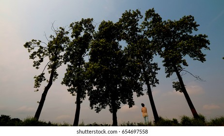 tree silhouette