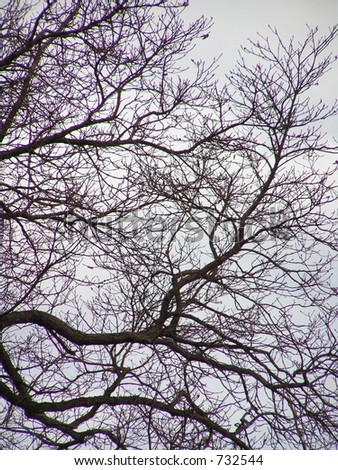 TREE SILHOUETTE