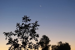 Tree In Silhouette Against A Blue And Yellow Night Sky, Soft Focus Trees In Background, Moon And Venus Above 