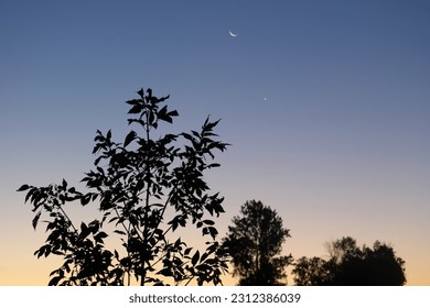 Tree in Silhouette against a blue and Yellow Night Sky, Soft Focus Trees in Background, Moon and Venus Above  - Powered by Shutterstock