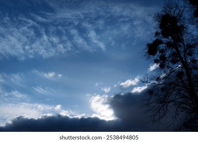 Tree silhouette against dramatic cloud