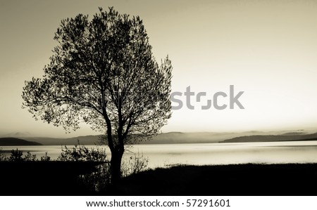 tree silhouette  black and white landscape