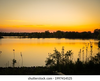 Tree Silhouette During Sunset  In  Lake County In Illinois