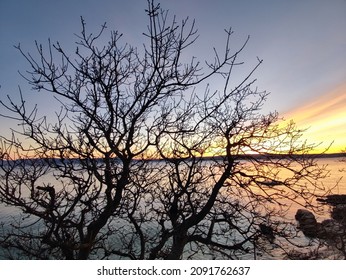 Tree silhouette on Adritic cost in sunset