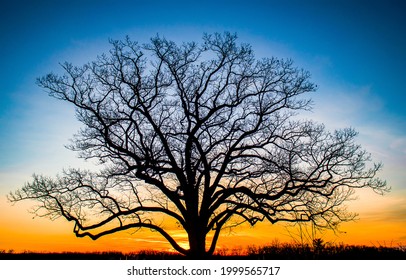 Tree Silhouette At Red Sunset Landscape